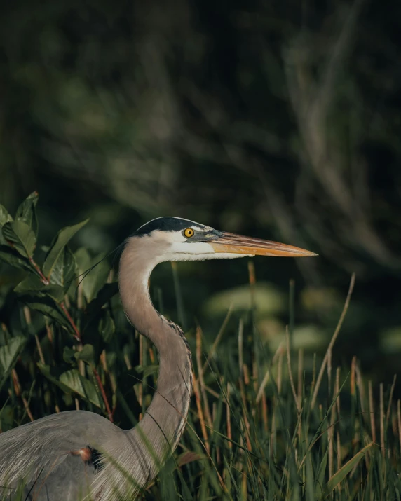 a grey bird standing in the grass