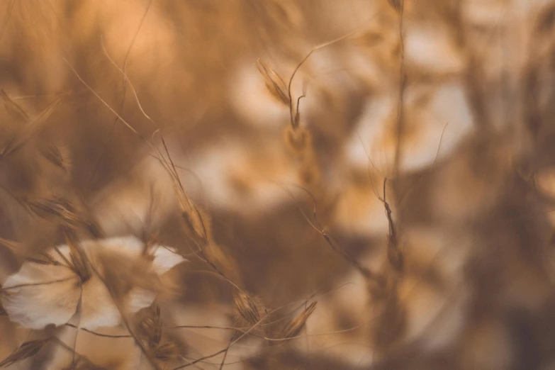 blurry po of leafy plants in front of a sunset light