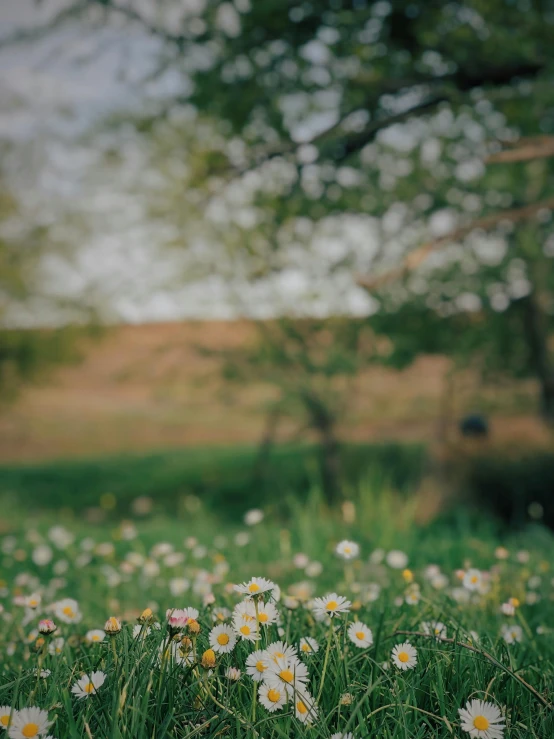 the flowers on the field look beautiful in the grass