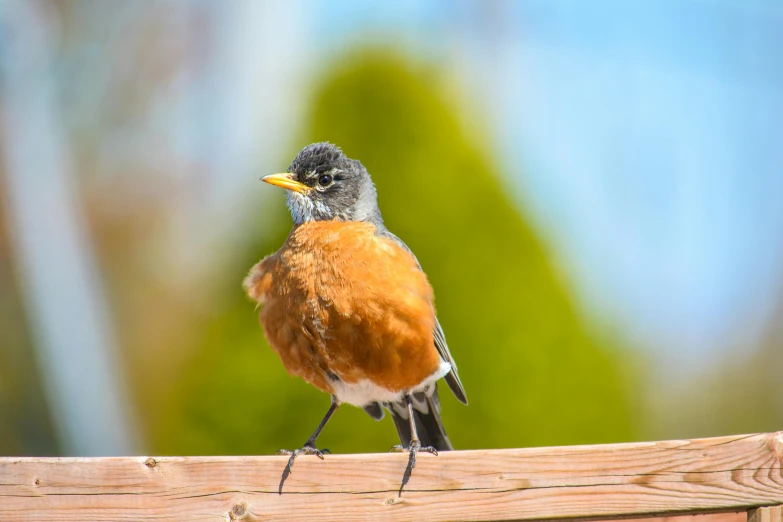 a little red ed robin perched on a fence