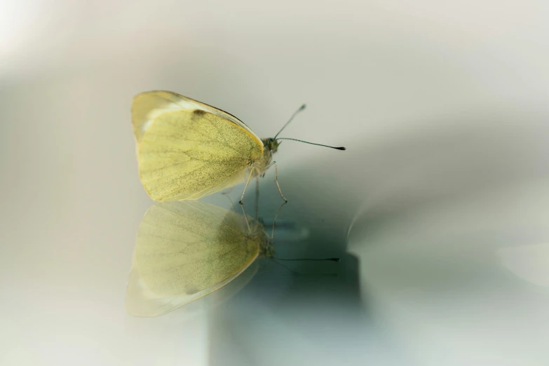 an erfly sitting in the shadow on a mirror