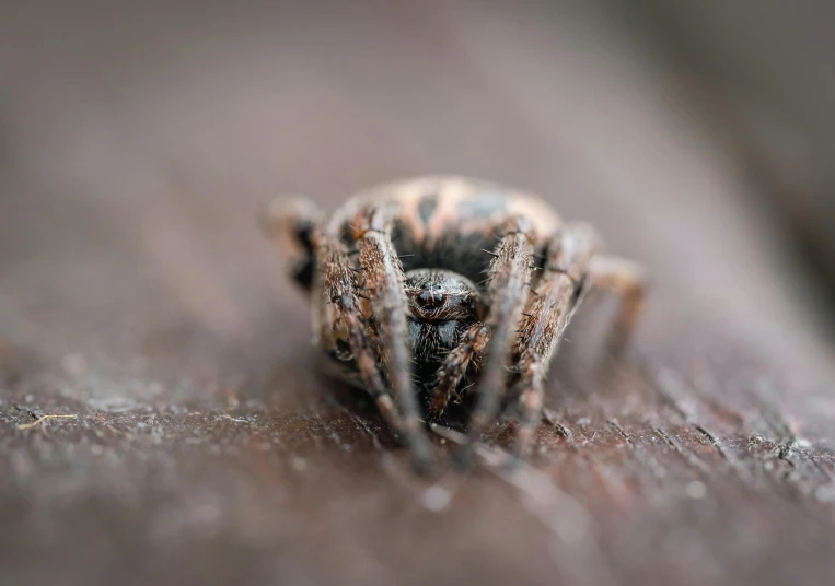 a close up of a spider with brown spots