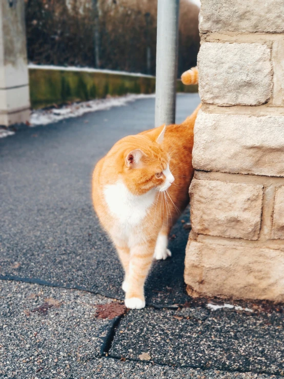 the orange and white cat is sniffing the wall