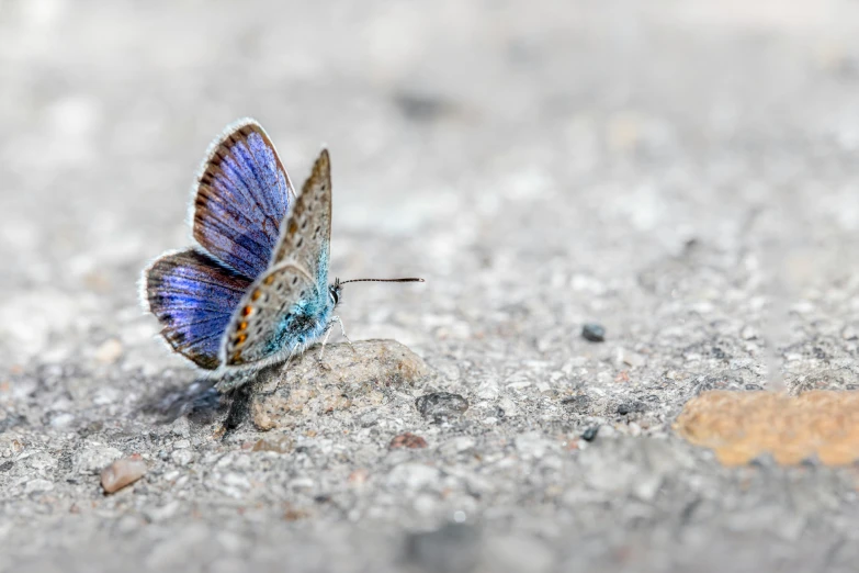 a erfly with blue and brown wings is sitting on the cement