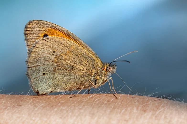 a close up view of a brown erfly on someones arm