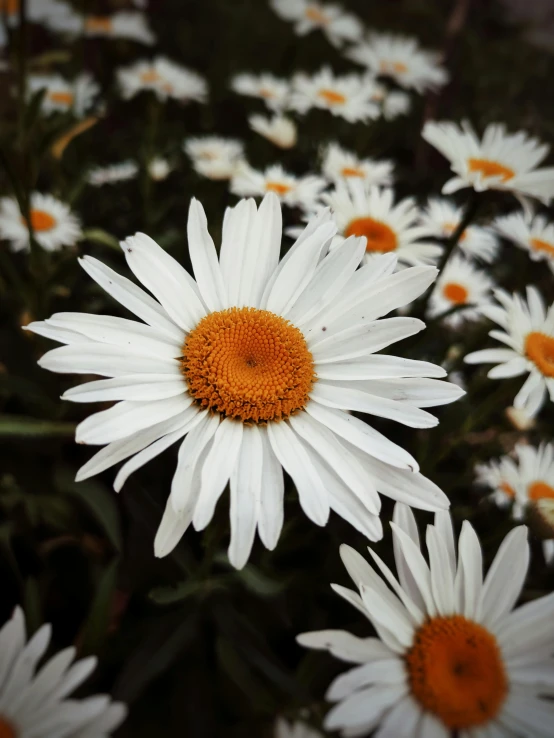 the flowers are blooming together outside in the field