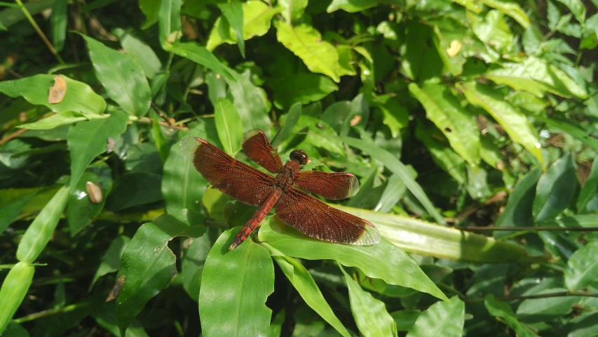 two red flowers on green leaves by itself