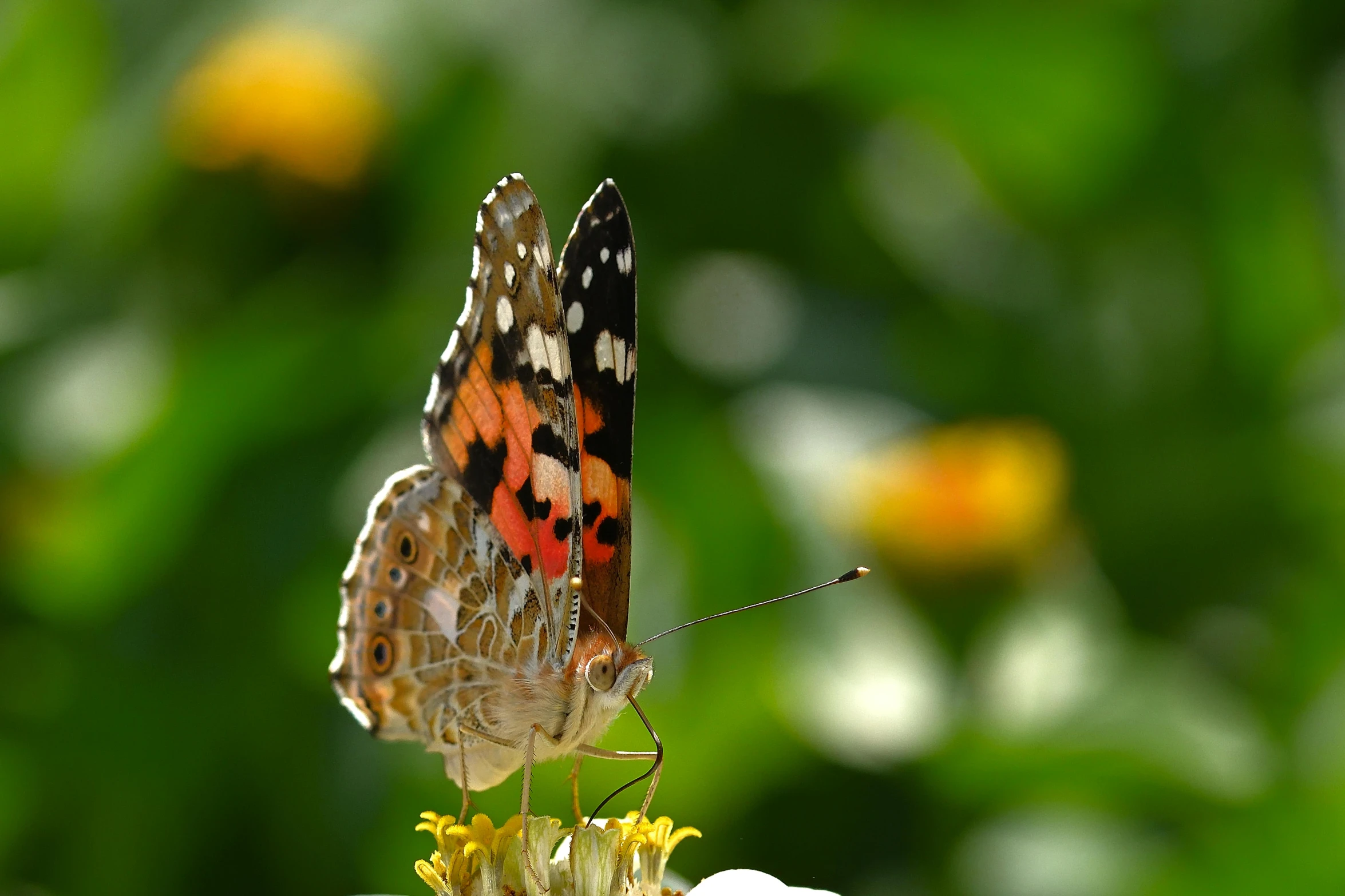 an orange, white and black erfly is standing on a flower