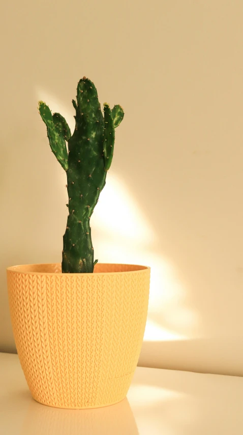 a yellow plastic pot holding a cactus is shown