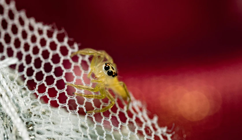 a close - up of a small spider on white net