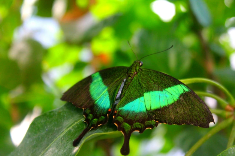 the erfly is resting on the leaf on the tree