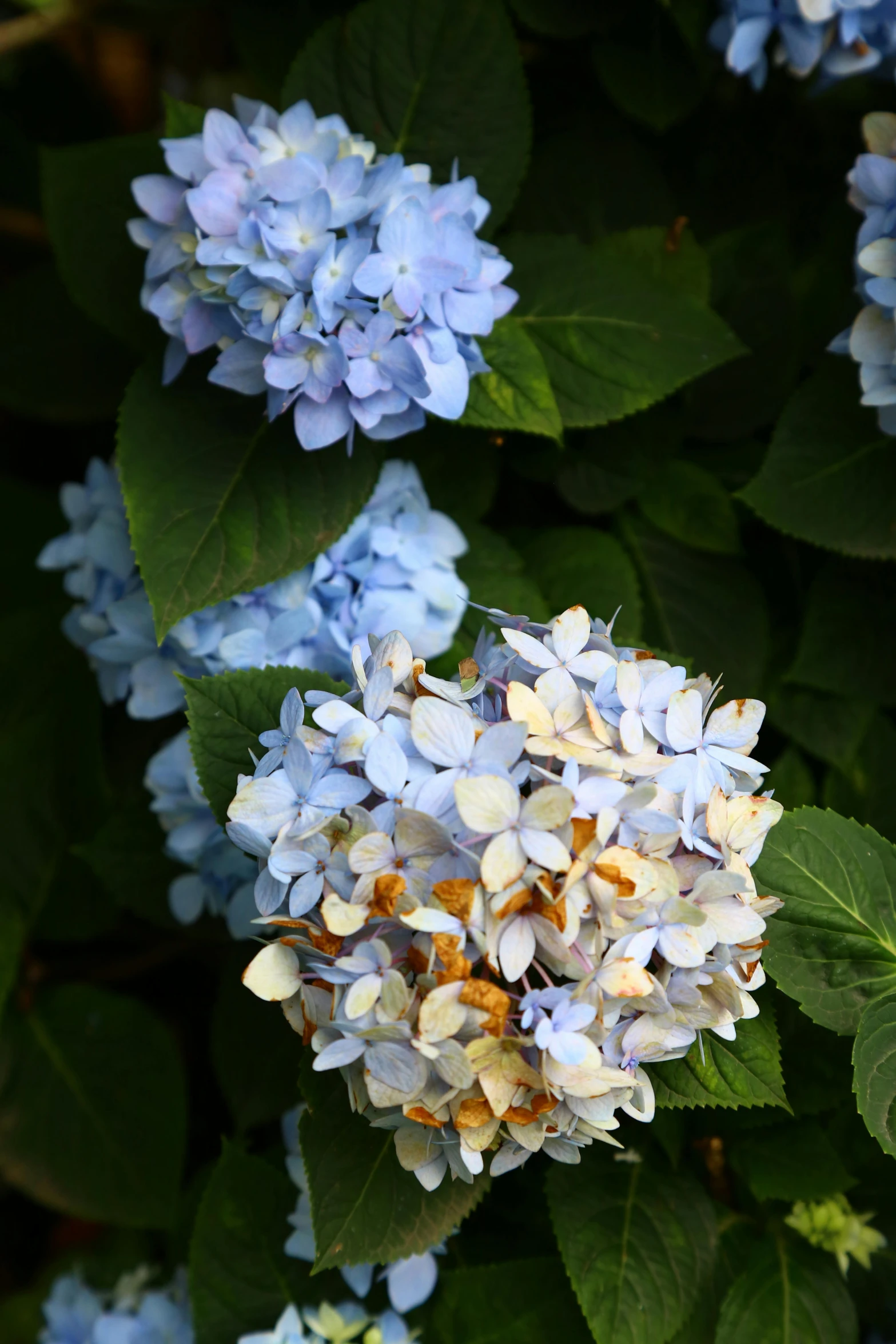 a couple of blue flowers sitting on top of a lush green bush