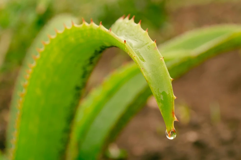 the end of a green plant with drops of water on it