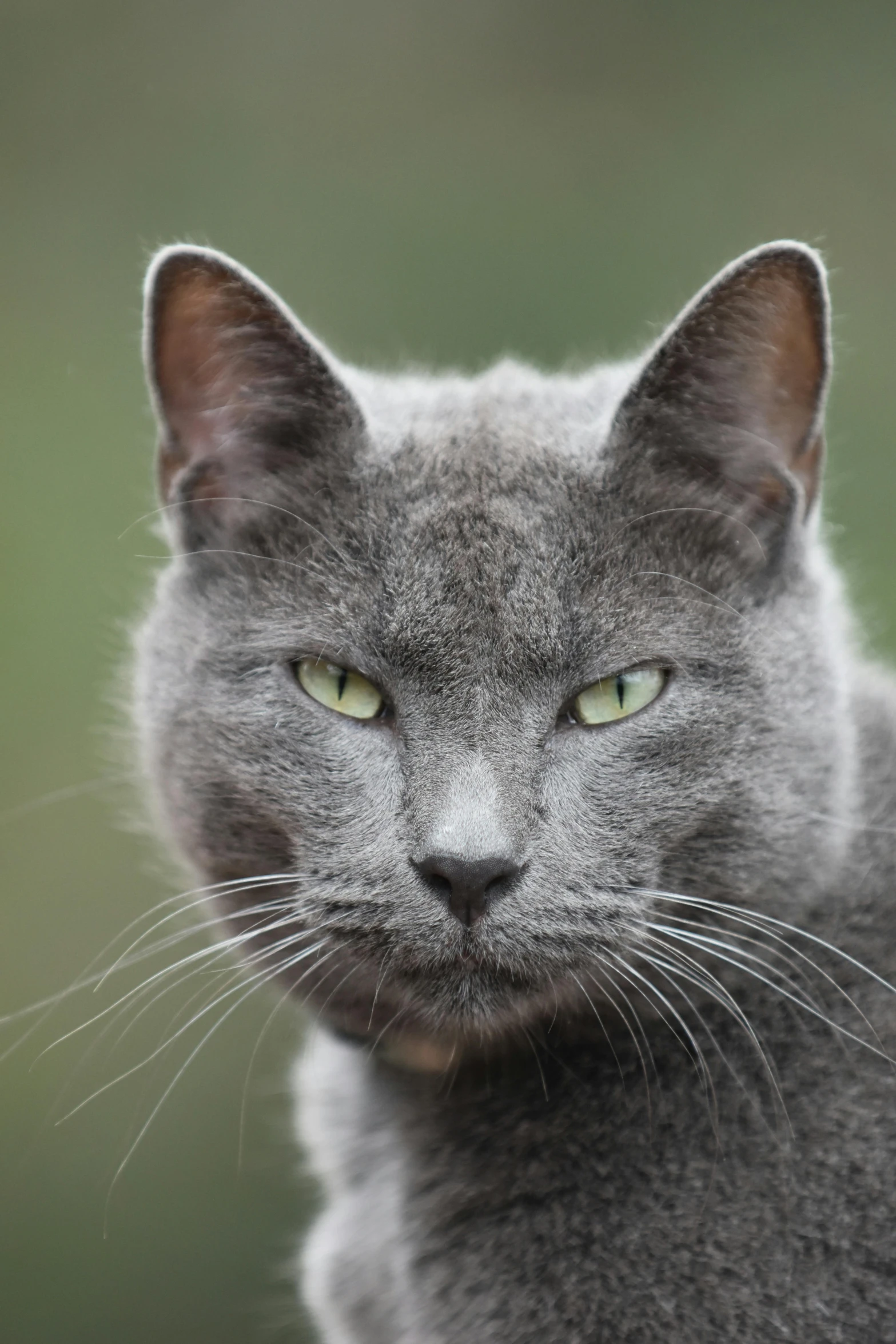 a black cat with yellow eyes sitting next to green background