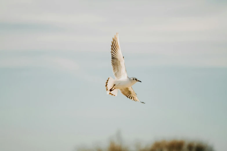 a large white and brown bird flying through a cloudy sky