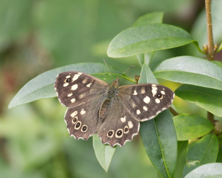 a brown and white erfly is sitting on a green nch