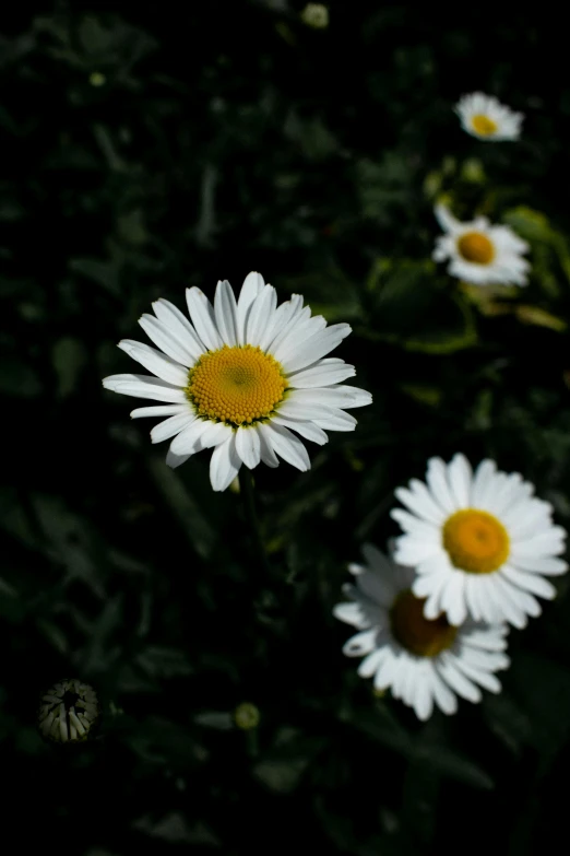 some white flowers in a field on a sunny day