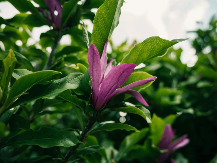 some purple flowers that are near one another