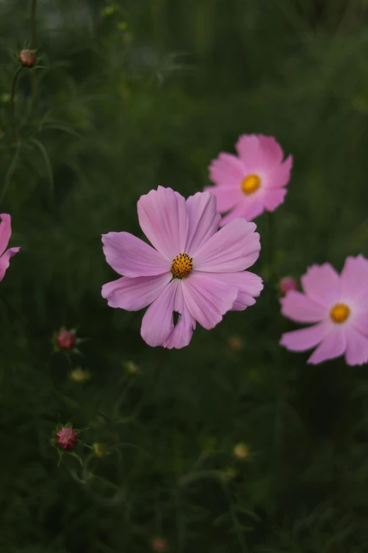 flowers are pink and yellow in color