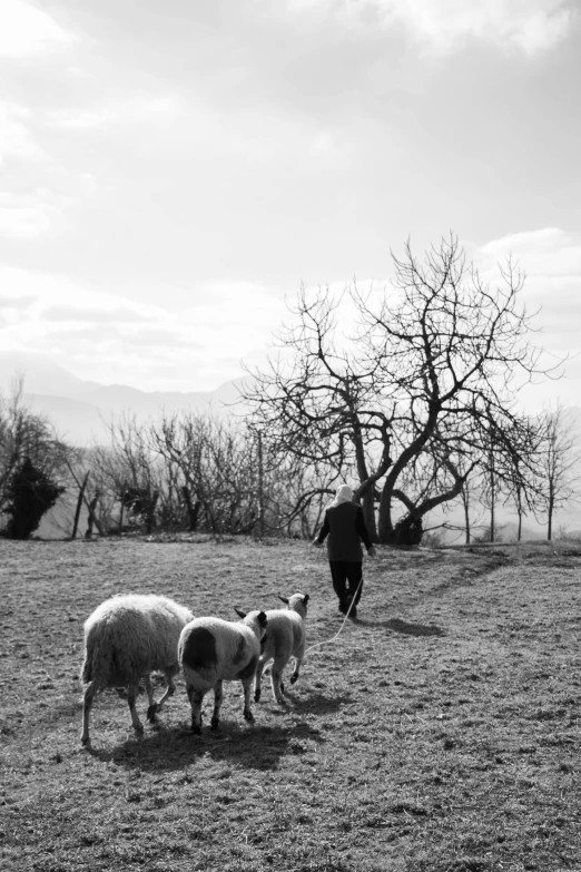 some sheep and some trees on the field