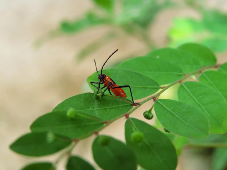 a red bug that is sitting on top of some leaves