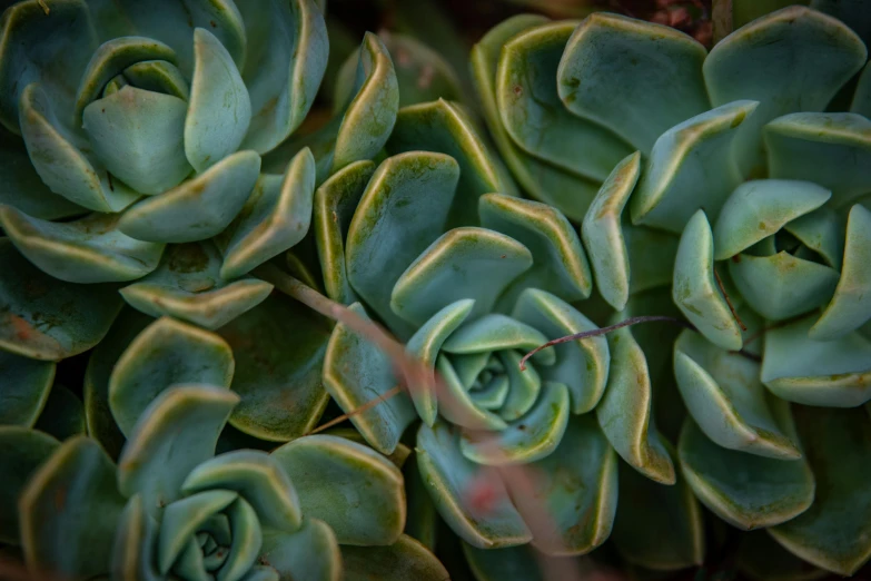 the top of a cactus that is very large