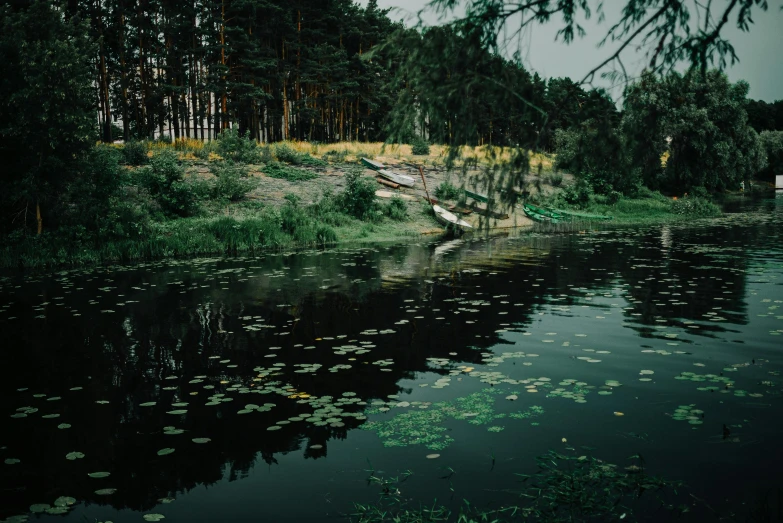a body of water next to a forest