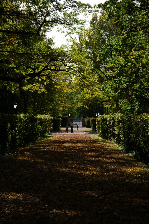 a pathway is shown surrounded by hedges and trees