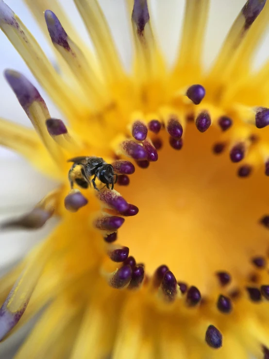 a yellow bee sitting in the center of a flower