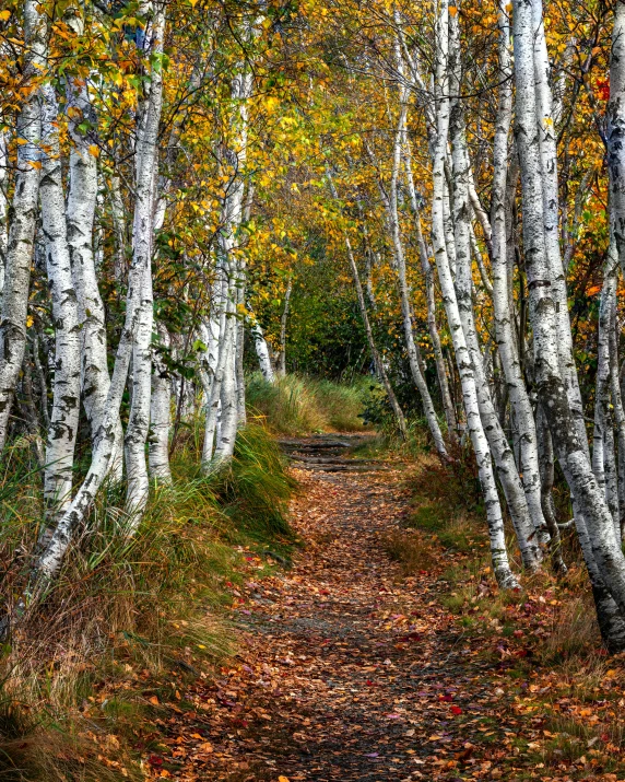 a dirt road with trees lining both sides and leaves on the ground