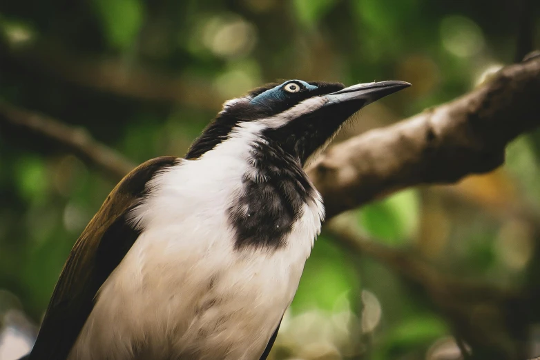 a bird with black and white wings perched on a nch