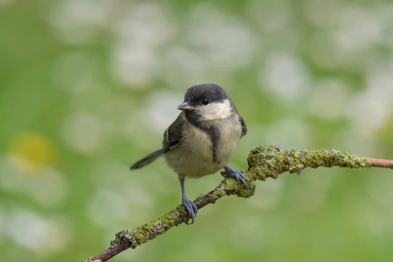 a bird with yellow around the eye sits on a nch