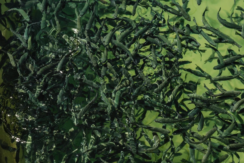 a group of small leaves floating on top of water