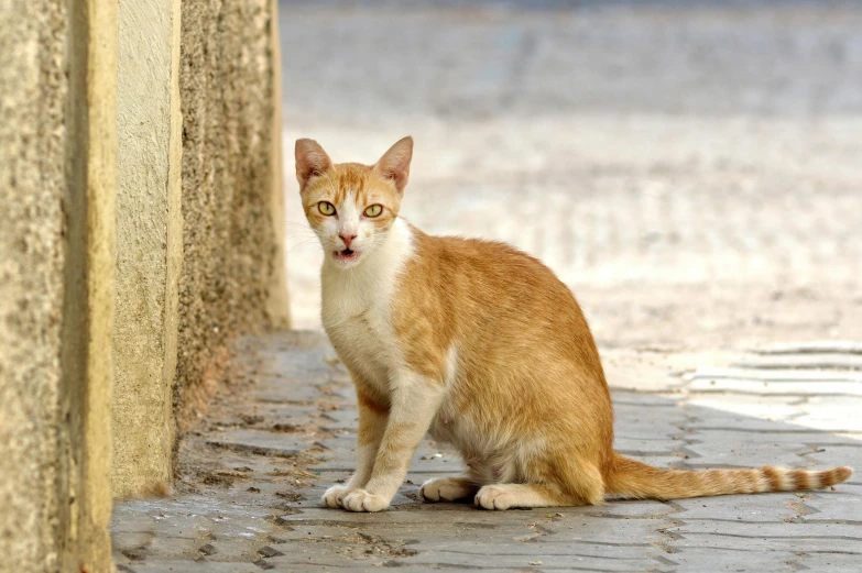 an orange and white cat looking up with a curious look