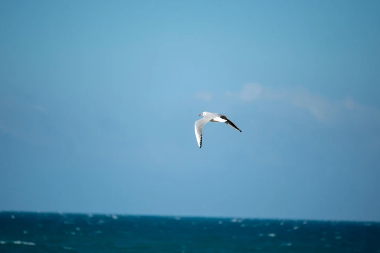 the sea gull is flying high above the water