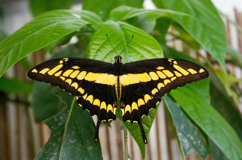 an exotic erfly resting on a green plant