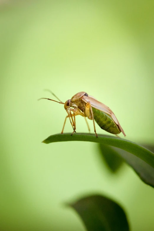 a green bug on a blade of leaves