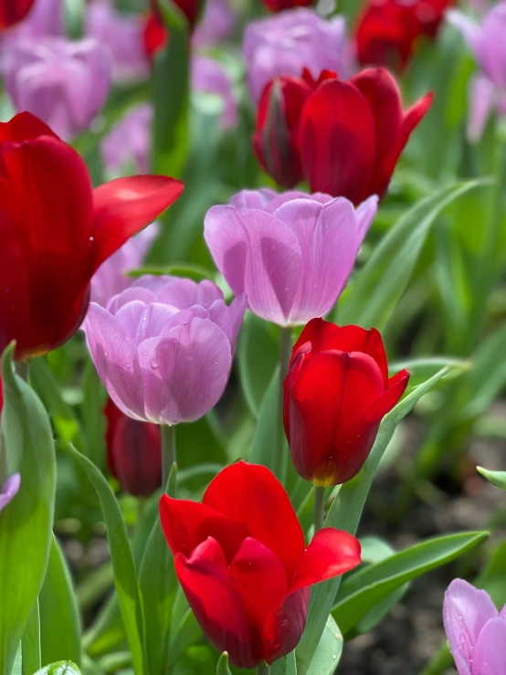 a bunch of pretty flowers in bloom