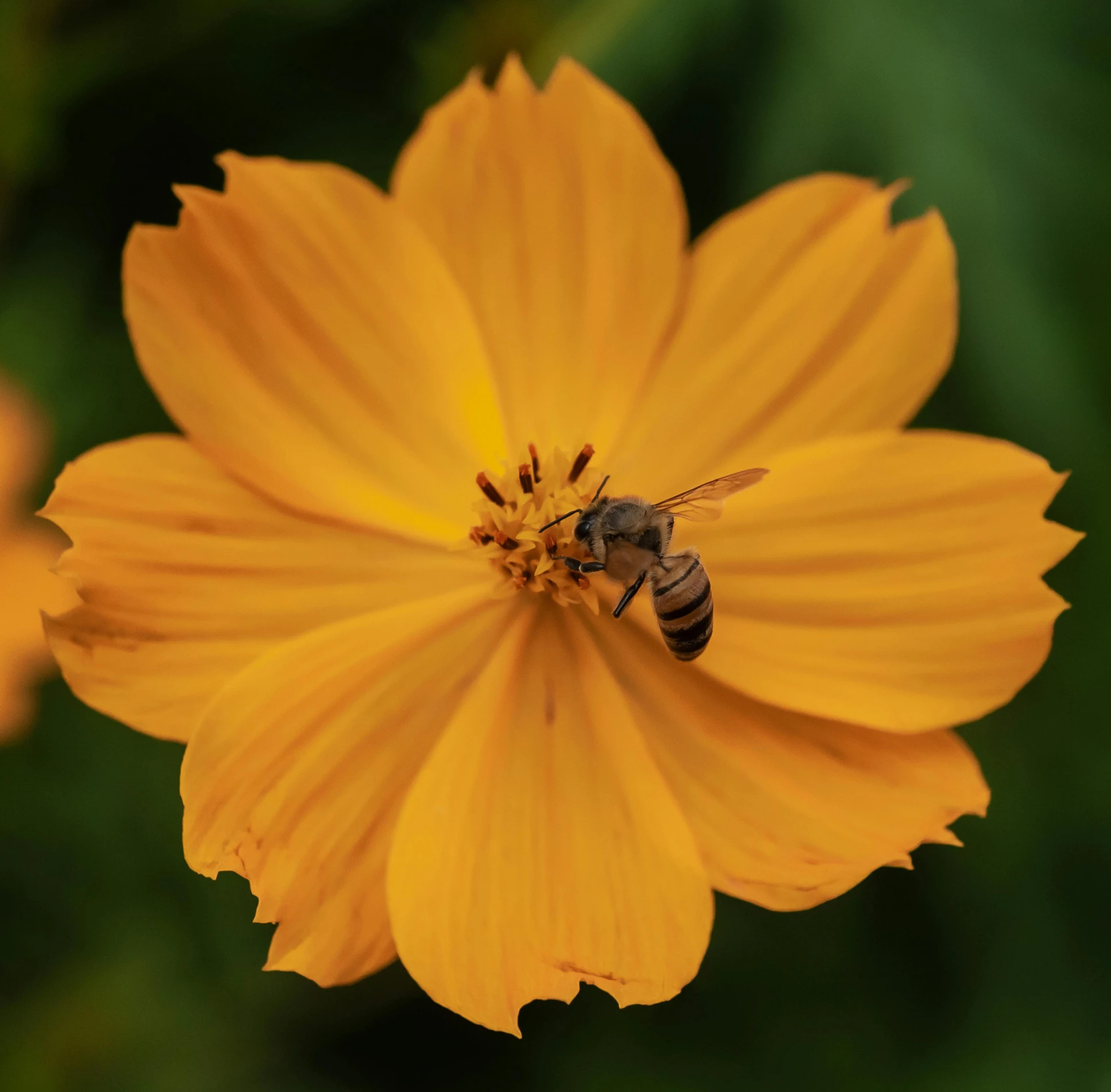 a close up image of a flower with two bees on it