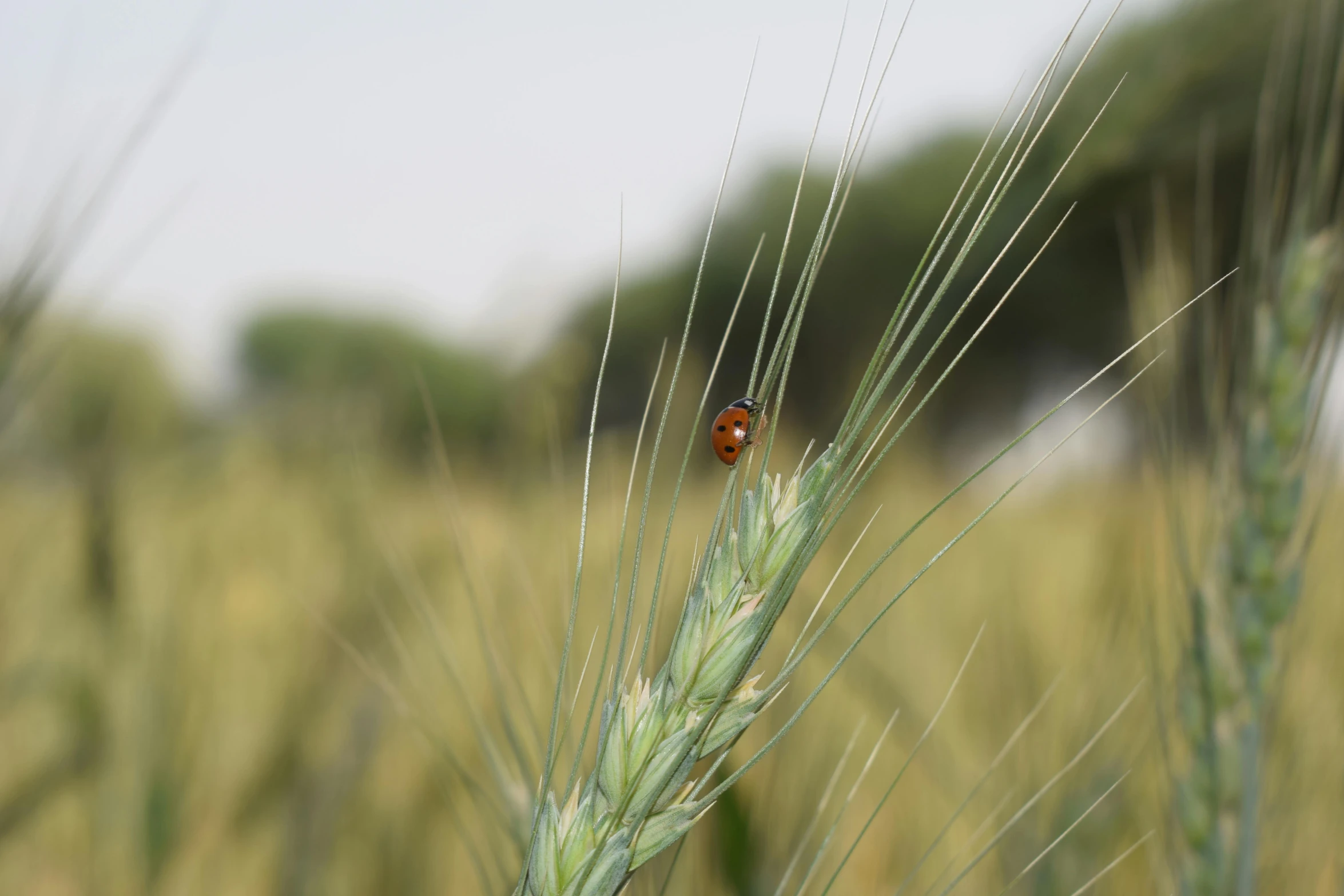 a small brown insect is sitting on a green plant