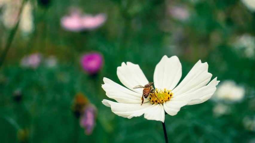 the bee is sitting on a very pretty white flower