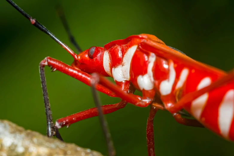 a large red and white bug on a nch