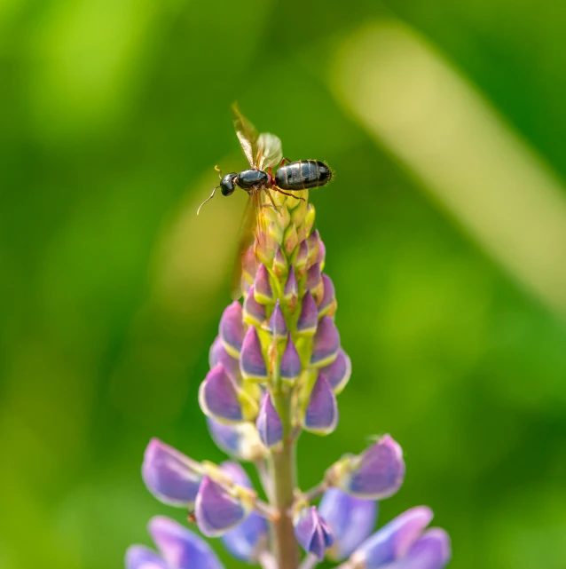 an insect that is sitting on top of some purple flowers