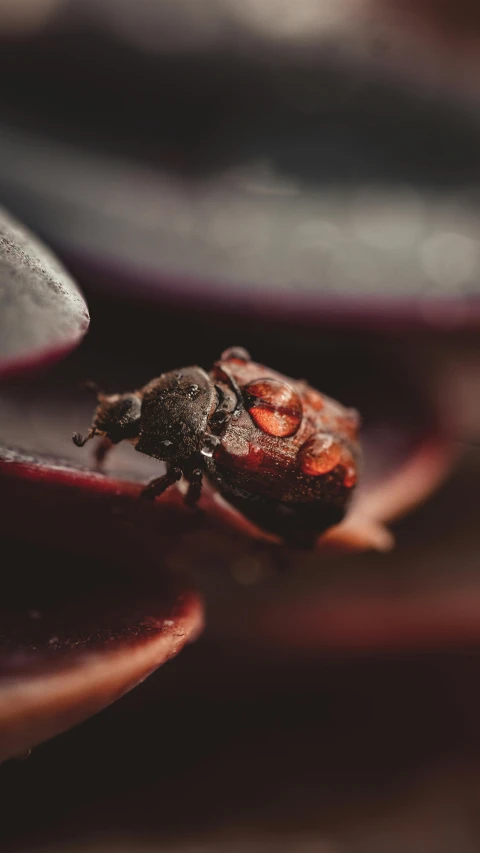 a small insect sitting on top of an purple flower