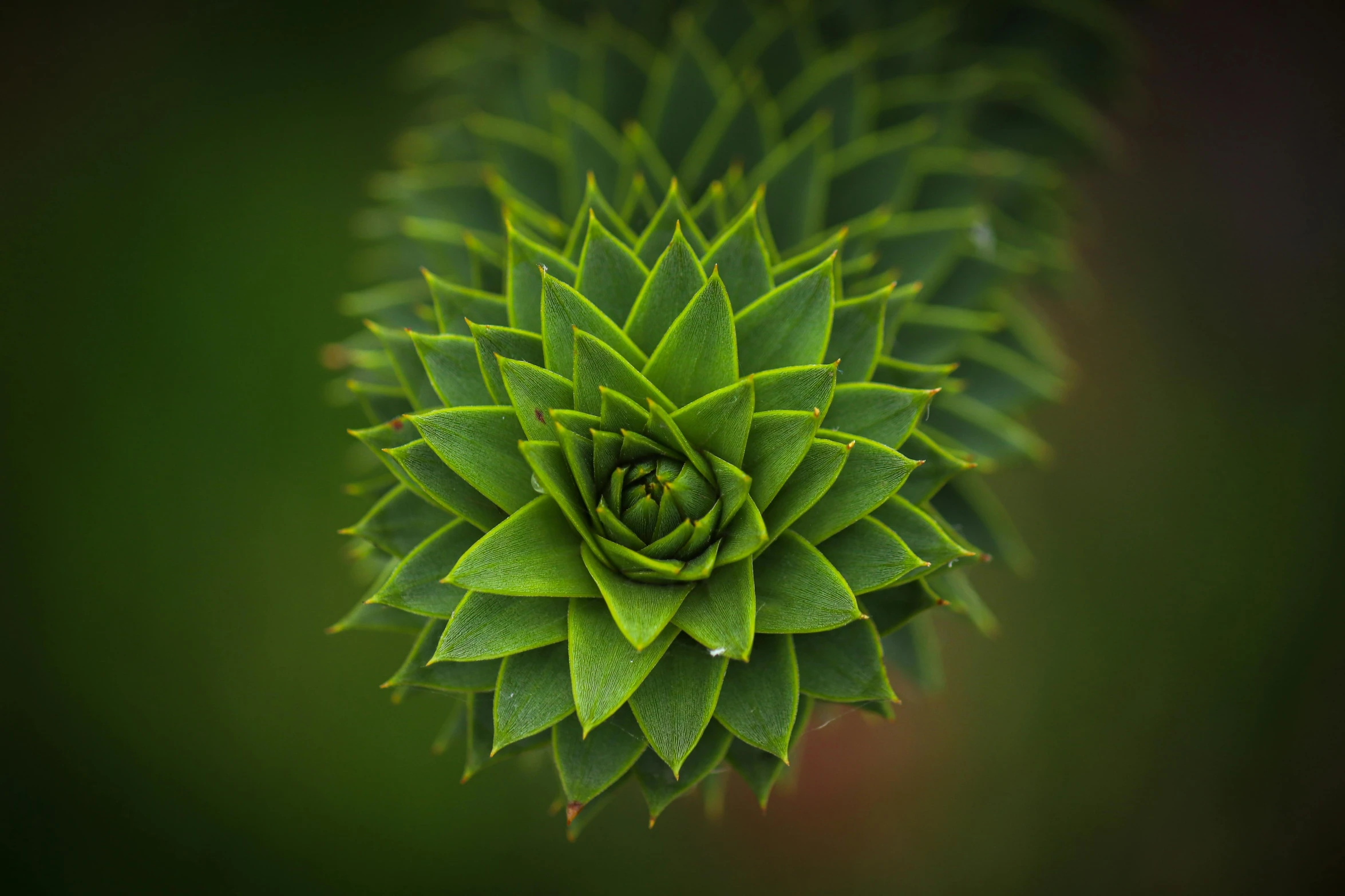 a large green plant with many leaves