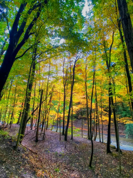 colorful leaves surround the trees in the woods