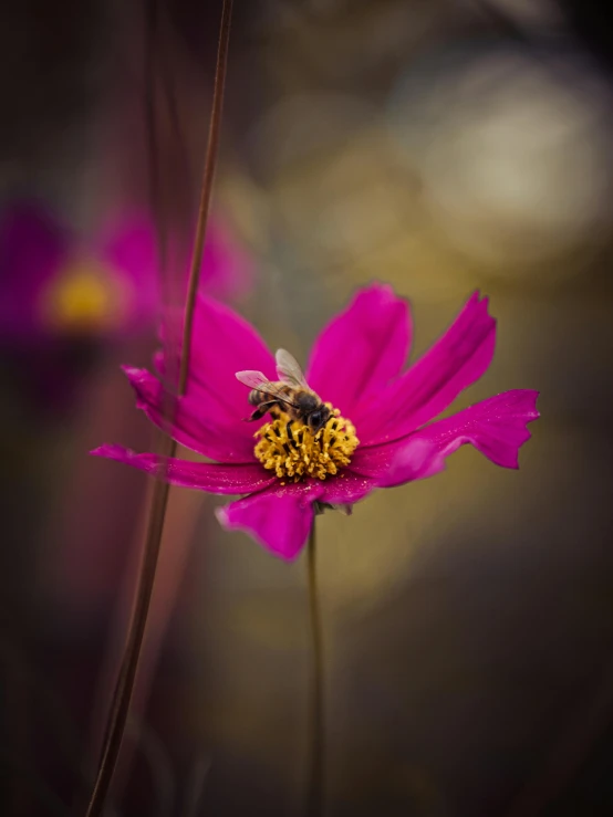 a yellow and black bee on a pink flower