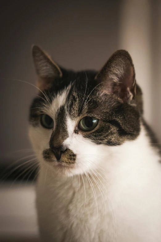 a close up view of a cat with a large blue eye