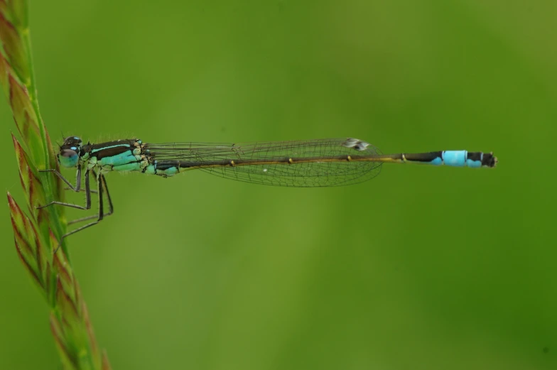 a blue dragonfly sitting on top of a long blade of grass