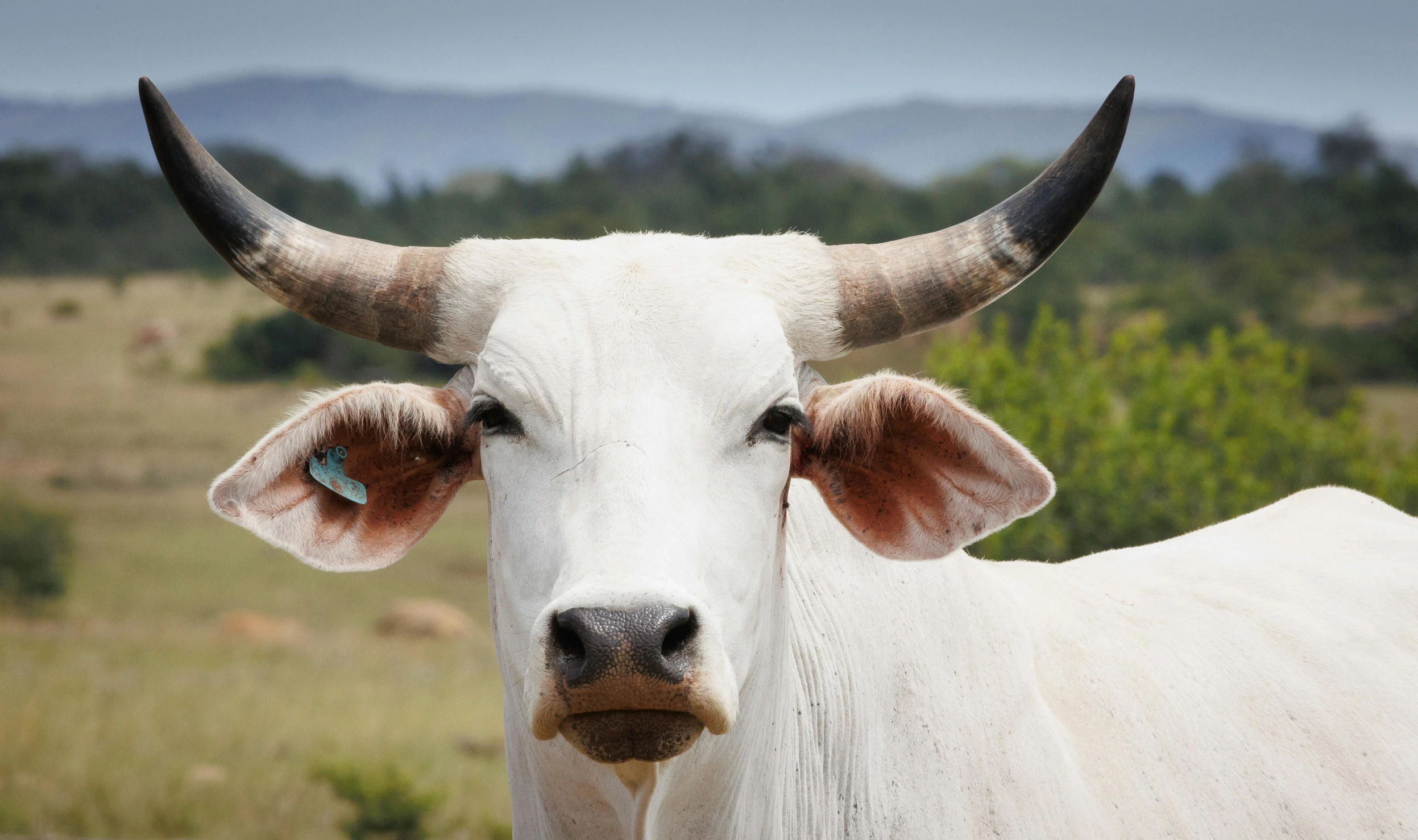 a white cow with horns stands in an open field